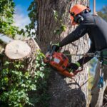 tree removal