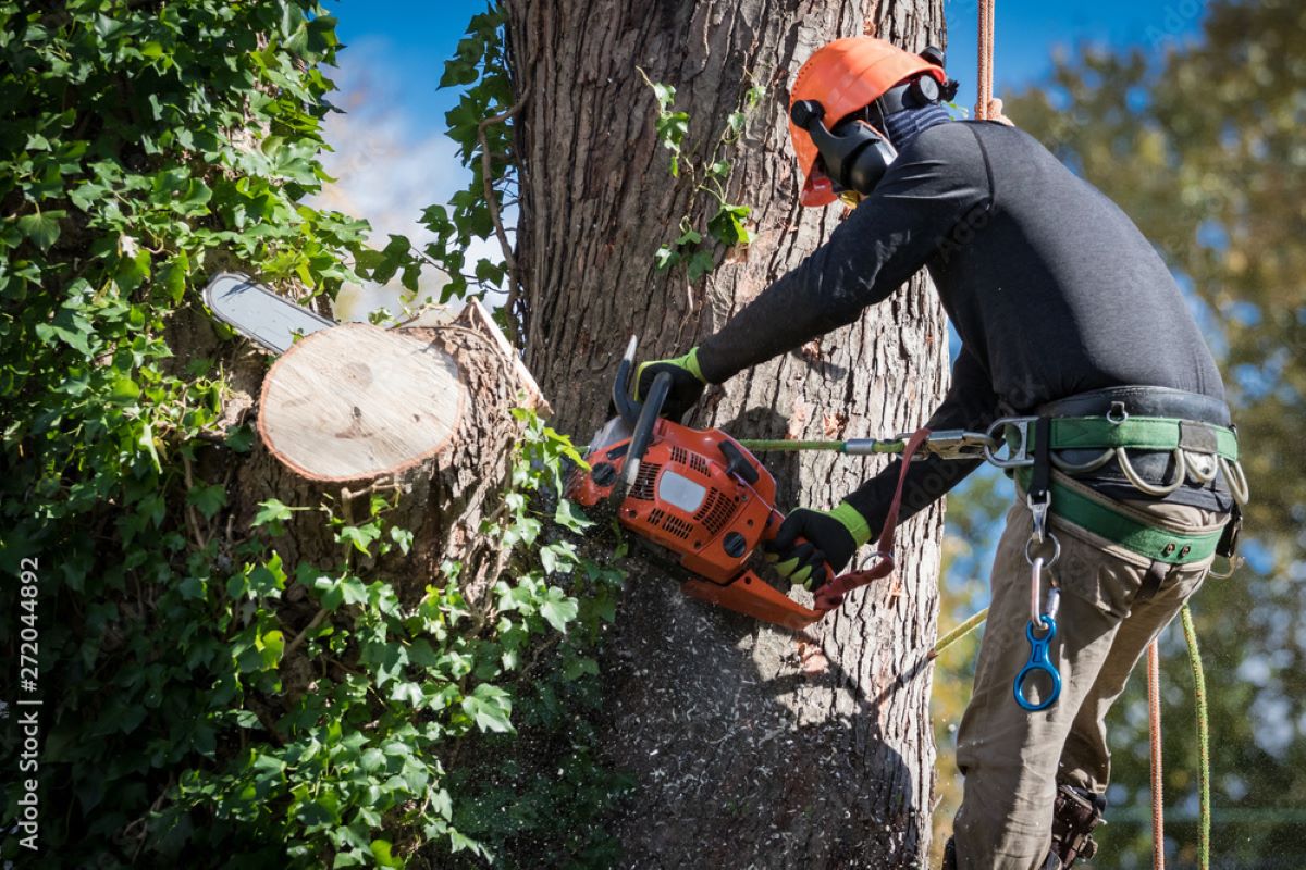 tree removal