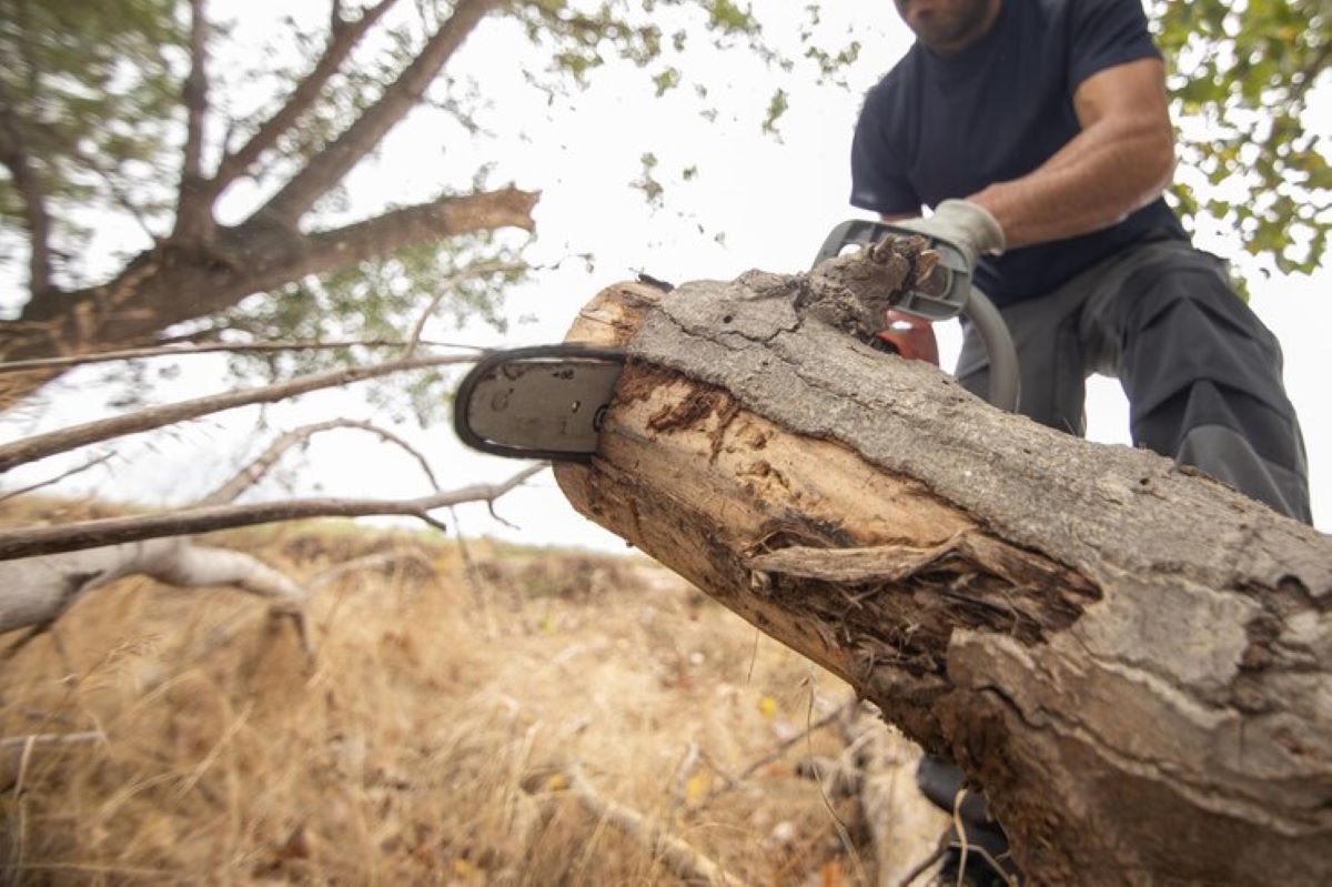 Professional tree removal Hills District