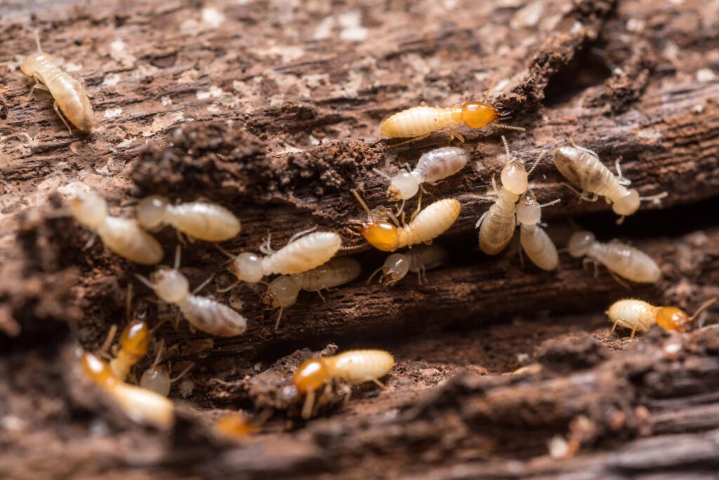 Termite Inspection Blue Mountains