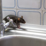 Rodent Treatment Sydney