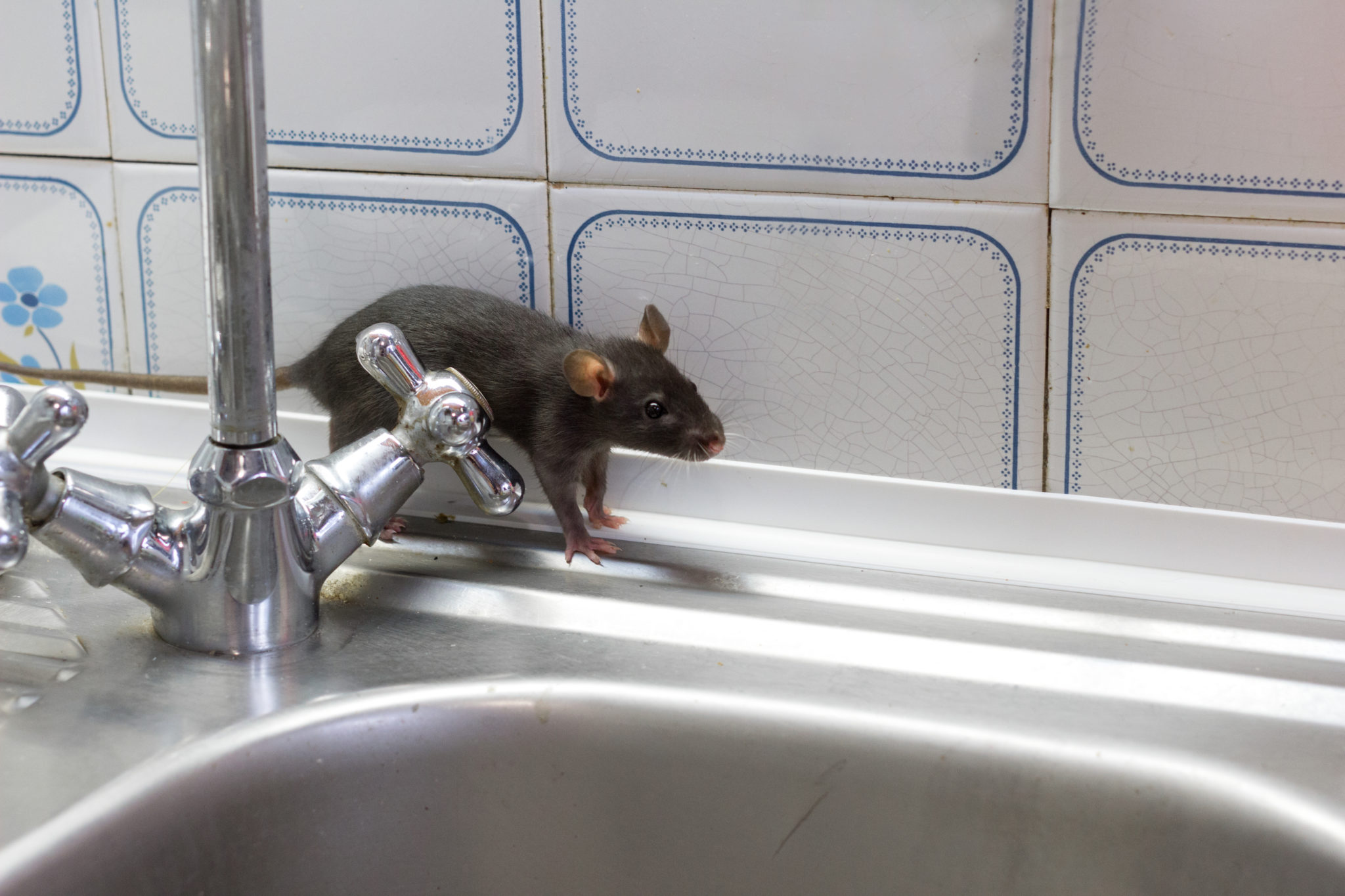 Rodent Treatment Sydney
