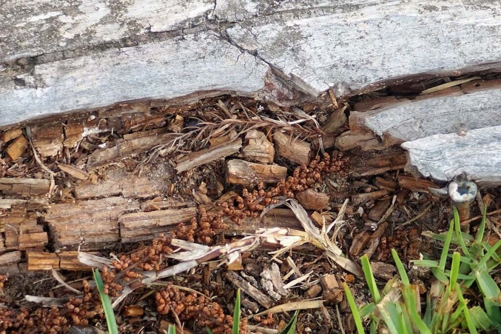 Termite Inspection Blue Mountains