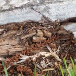 Termite Inspection Blue Mountains
