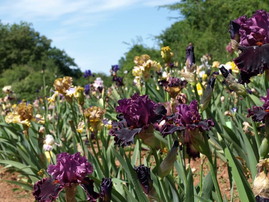 Popular Flowers Greenwich